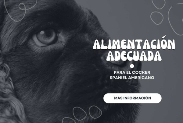 Alimentación adecuada para el Cocker Spaniel Americano