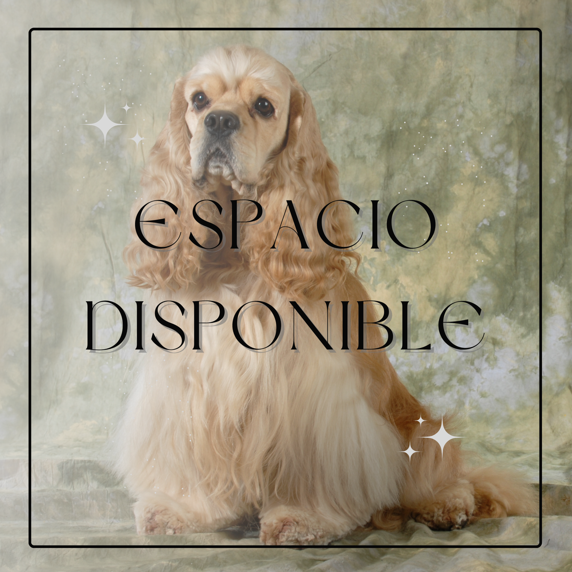 Espacio disponible para Criadores/Criaderos de Cocker Spaniel Americano en México