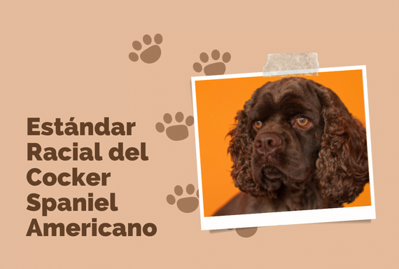 los spaniels son buenos con los niños