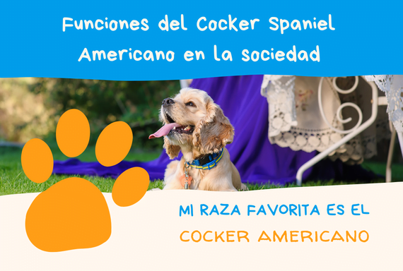 Funciones del Cocker Americano en la sociedad