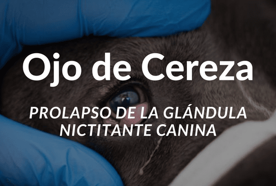 Ojo de cereza en perros