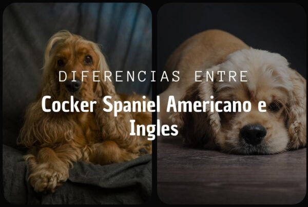 Diferencias entre el Cocker Spaniel Americano y el Inglés